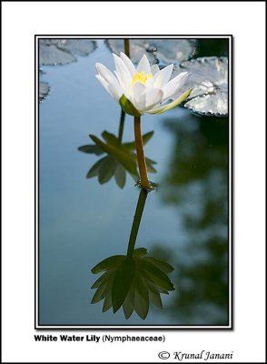 White Water Lily Nymphaeaceae .jpg