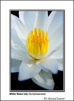 White Water Lily Nymphaeaceae .jpg