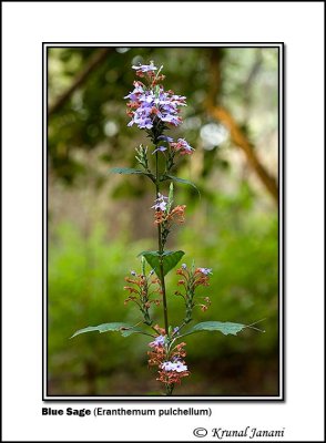 Blue Sage Eranthemum pulchellum  9054.jpg