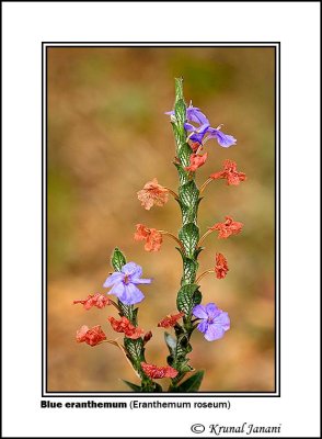 Blue eranthemum Eranthemum roseum 3.jpg