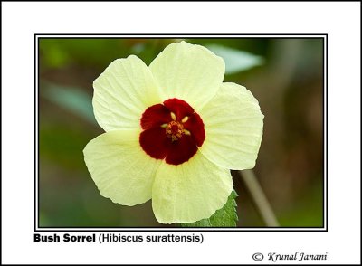 Bush Sorrel Hibiscus surattensis.jpg
