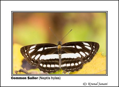 Common Sailor Neptis hylas 9119.jpg