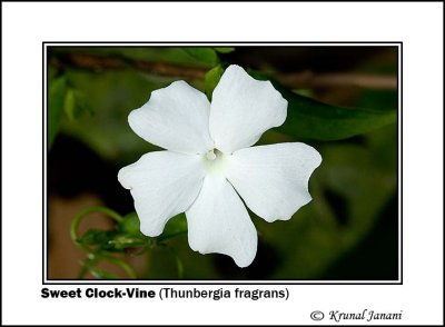 Sweet Clock-Vine Thunbergia fragrans 9149.jpg