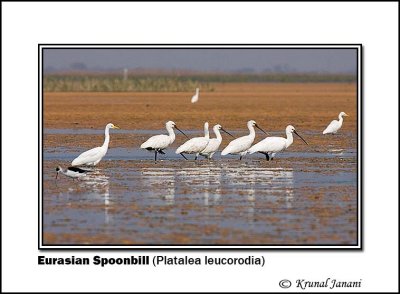 Eurasian Spoonbill Platalea leucorodia 9336.jpg