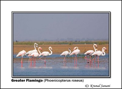 Greater Flamingo Phoenicopterus roseus 9315.jpg