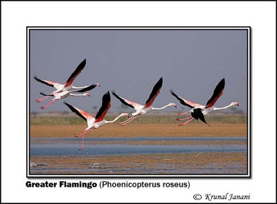 Greater Flamingo Phoenicopterus roseus 9330.jpg