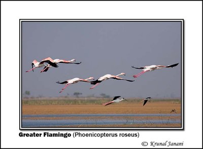 Greater Flamingo Phoenicopterus roseus 9331.jpg