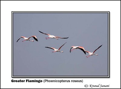 Greater Flamingo Phoenicopterus roseus 9333.jpg