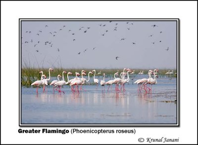 Greater Flamingo Phoenicopterus roseus 9339.jpg