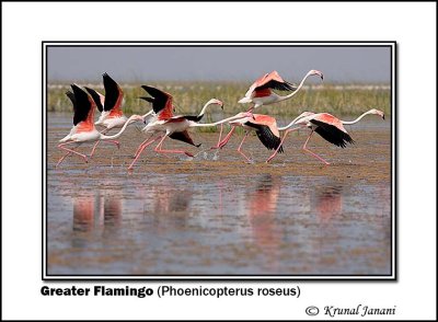 Greater Flamingo Phoenicopterus roseus 9346.jpg