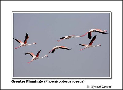 Greater Flamingo Phoenicopterus roseus 9349.jpg