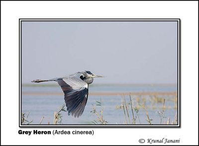 Grey Heron Ardea cinerea 9226.jpg