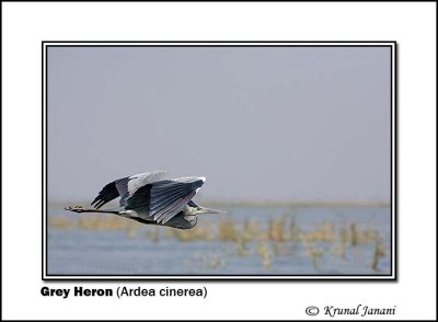 Grey Heron Ardea cinerea 9228.jpg