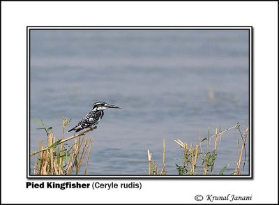 Pied Kingfisher Ceryle rudis 9251.jpg