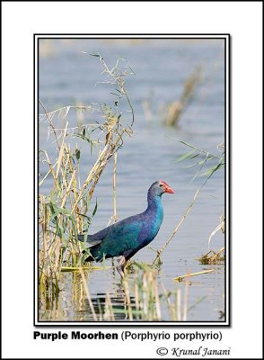 Purple Moorhen Porphyrio porphyrio 9235.jpg