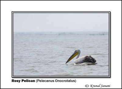 Rosy Pelican Pelecanus Onocrotalus 9191.jpg