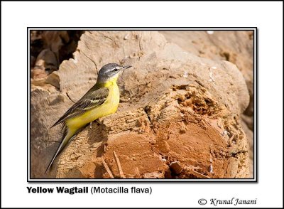 Yellow Wagtail Motacilla flava 9181.jpg