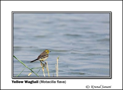Yellow Wagtail Motacilla flava 9238.jpg
