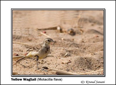 Yellow Wagtail Motacilla flava 9376.jpg
