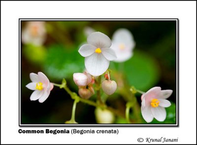 Common Begonia Begonia crenata 4055.jpg