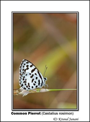 Common Pierrot Castalius rosimon 9387.jpg