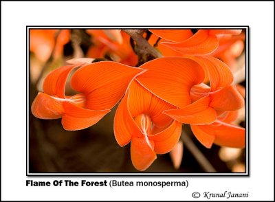 Flame Of The Forest Butea monosperma 9419.jpg