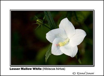 Lesser Mallow White Hibiscus hirtus 9408.jpg