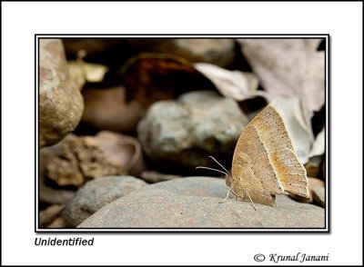 Unidentified Butterfly 9401.jpg
