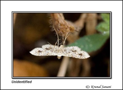 unidentified moth 9390.jpg