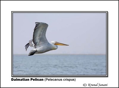 Dalmatian Pelican Pelecanus crispus 9198.jpg