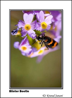 Blister Beetle 3265.jpg