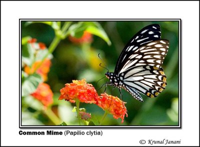 Common Mime Papilio clytia 8783.jpg