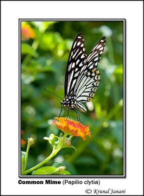 Common Mime Papilio clytia 8841.jpg