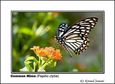 Common Mime Papilio clytia 8845.jpg