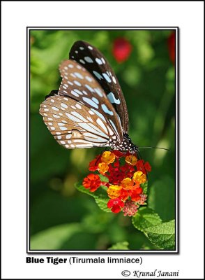 Blue Tiger Tirumala limniace 8759.jpg