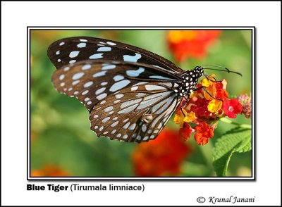 Blue Tiger Tirumala limniace 8761.jpg