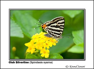 Club Silverline Spindasis syama 8208.jpg