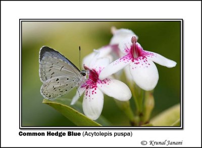Common Hedge Blue Acytolepis puspa 8738.jpg
