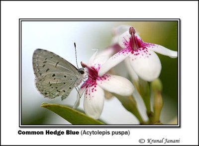 Common Hedge Blue Acytolepis puspa 8740.jpg