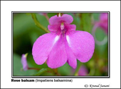 Rose balsam Impatiens balsamina 4072.jpg