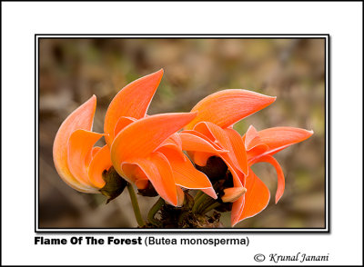 Flame Of The Forest Butea monosperma 9423.jpg