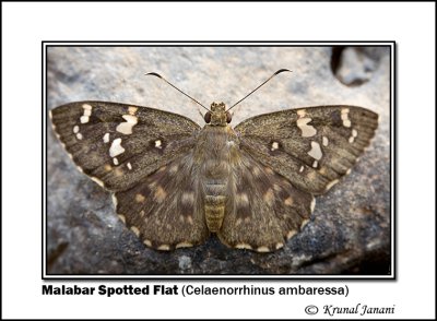 Malabar Spotted Flat Celaenorrhinus ambaressa 9444.jpg