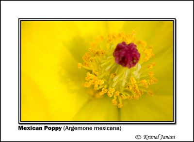 Mexican Poppy Argemone mexicana 9447.jpg