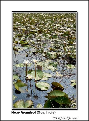 Lotus Pond 8709.jpg