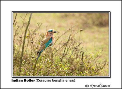 Indian Roller Coracias benghalensis.jpg