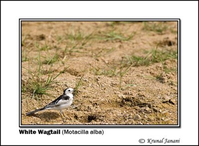 White Wagtail Motacilla alba.jpg
