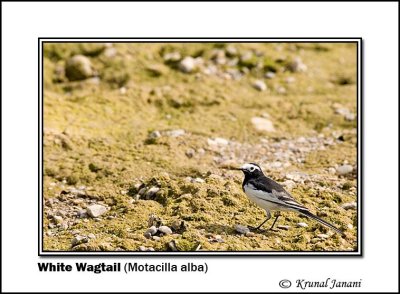 White Wagtail Motacilla alba.jpg