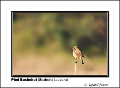 Pied Bushchat Saxicola Leucura.jpg