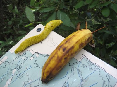 Banana slug imposters