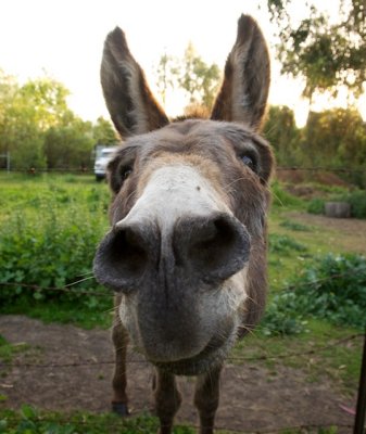 The Donkeys of Bol Park